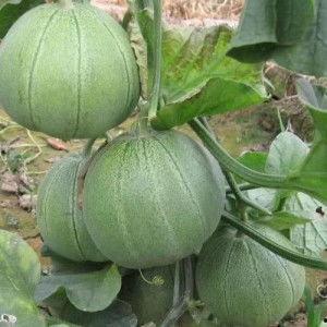 绿宝瓜可以吃皮,探索美味与健康的双重享受 第2张 绿宝瓜可以吃皮,探索美味与健康的双重享受 第2张