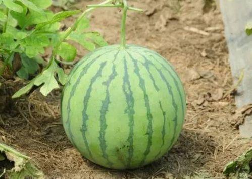 巨型老瓜是否可以吃