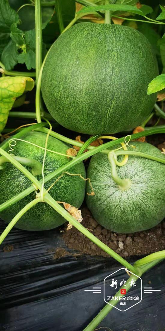 巨型老瓜是否可以吃  第2张