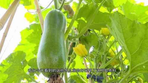 巨型老瓜是否可以吃  第3张