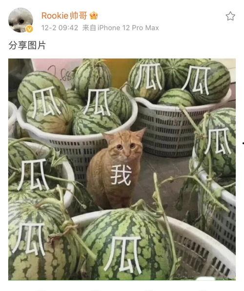 吃瓜发财,揭秘吃瓜致富的秘密法则  第3张