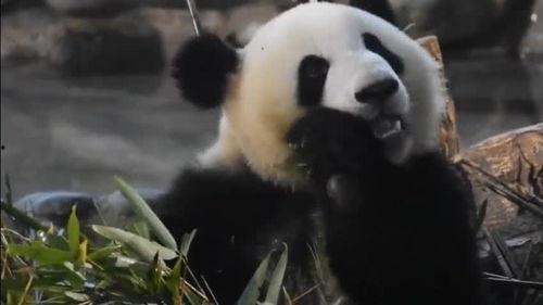 么么儿吃瓜,揭秘娱乐圈那些不为人知的幕后故事  第2张