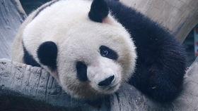 么么儿吃瓜,揭秘娱乐圈那些不为人知的幕后故事  第3张