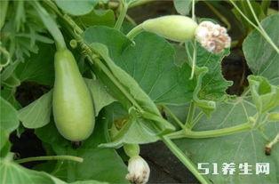 小瓜能长期吃吗,长期食用是否安全与适宜？  第2张