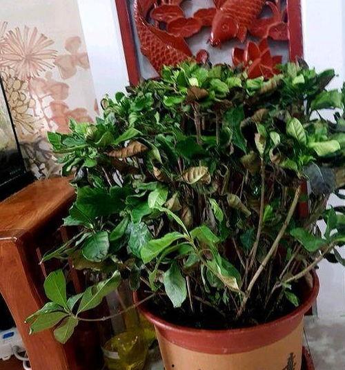 花花爬树吃瓜,一场趣味盎然的夏日探险