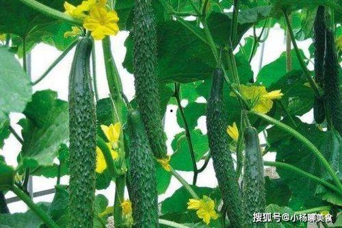 花花爬树吃瓜,一场趣味盎然的夏日探险  第2张