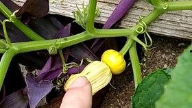 花花爬树吃瓜,一场趣味盎然的夏日探险  第3张