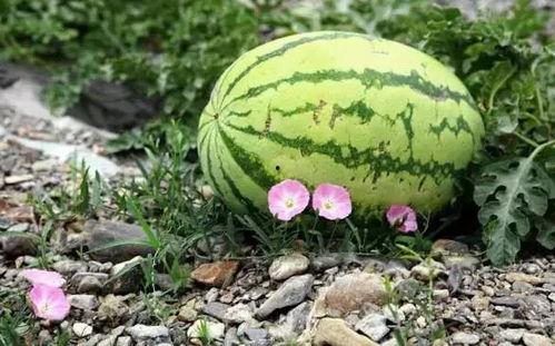 繁星中吃瓜是什么,揭秘“吃瓜”背后的文化现象  第2张