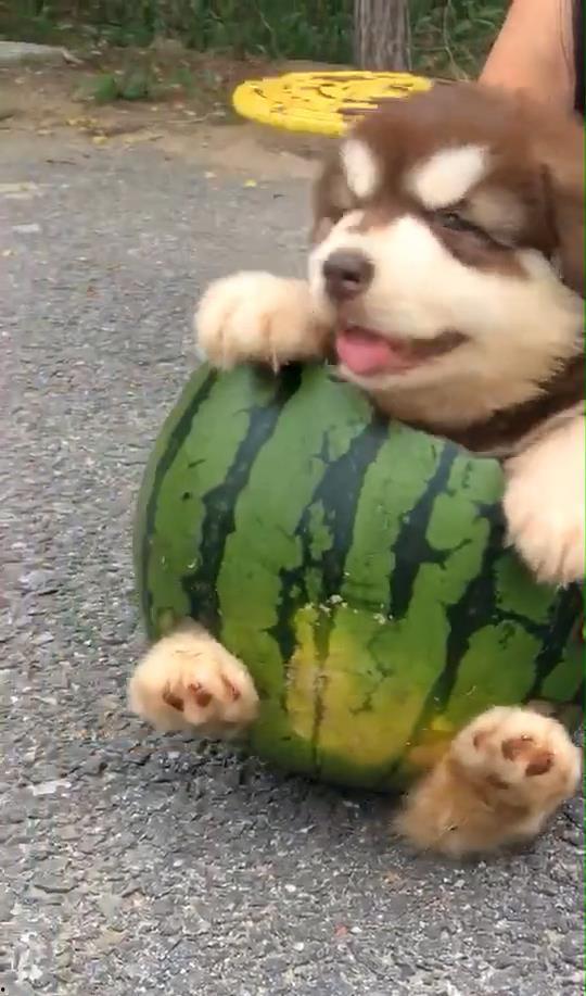 狗吃瓜钓鱼,狗狗吃瓜钓鱼的趣味日常  第2张