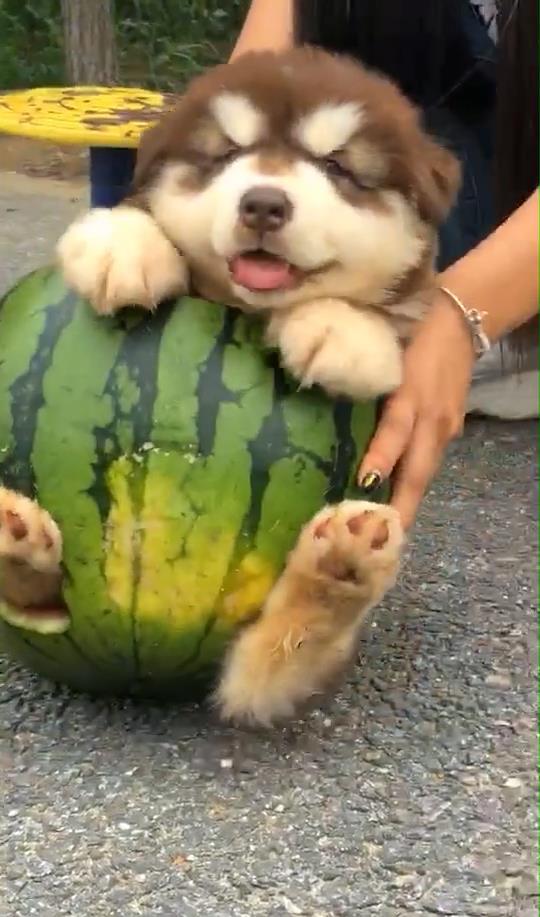 狗吃瓜钓鱼,狗狗吃瓜钓鱼的趣味日常  第3张