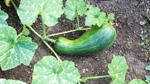 瓠瓜常吃是否有毒  第2张