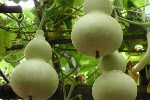 瓠瓜常吃是否有毒  第3张