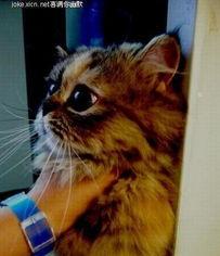 隔壁吃瓜的猫,隔壁吃瓜猫的趣味日常  第1张