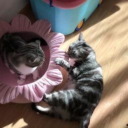 隔壁吃瓜的猫,隔壁吃瓜猫的趣味日常  第2张