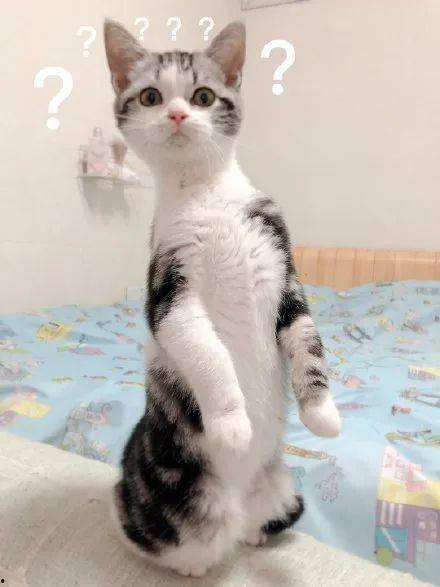 隔壁吃瓜的猫,隔壁吃瓜猫的趣味日常  第3张