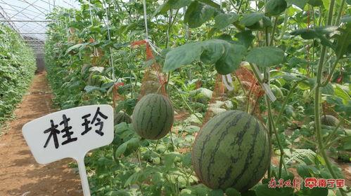 南宁群体吃瓜事件  第2张