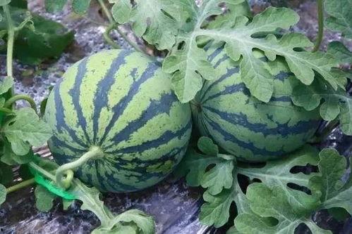 全国吃瓜网网,揭秘娱乐圈幕后故事，带你领略娱乐风云变幻  第2张