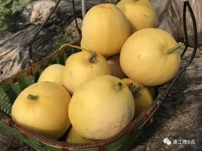 吃瓜群众气质好吗,网络时代的独特观察视角