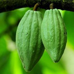 孕妇吃佛手瓜好吗,孕妇食用佛手瓜的适宜性探讨  第3张