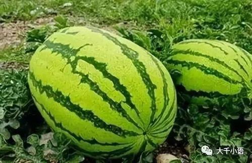 焕儿吃瓜 在线,揭秘娱乐圈幕后故事  第3张